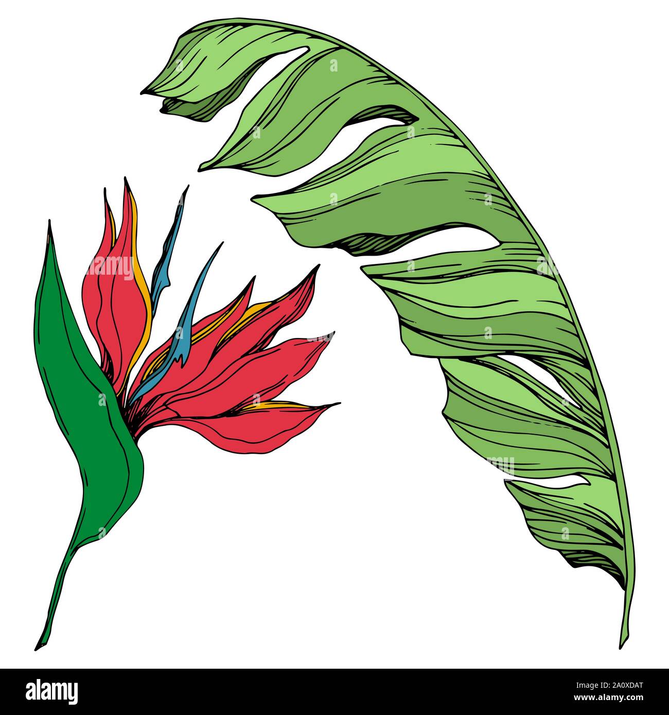 Hawaiian tropical exotique de vecteur de l'été. Palm beach jungle arbre feuilles fleurs botanique. Gravée en noir et blanc L'art d'encre fleur isolée illustratio Illustration de Vecteur