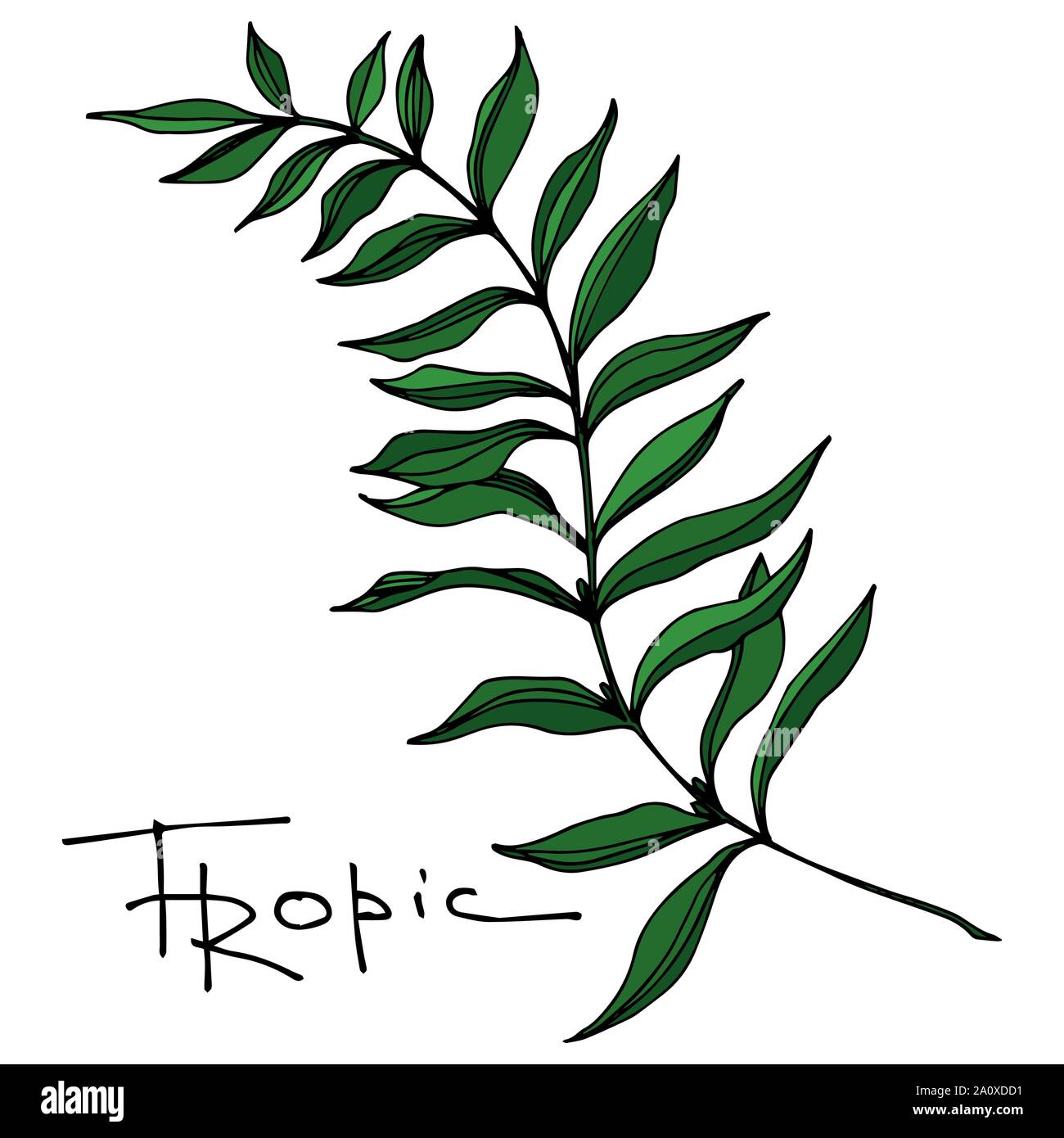 Hawaiian tropical exotique de vecteur de l'été. Palm Beach de feuilles d'arbres jungle botanique. Noir et blanc Encre gravée art. isolés feuilles élément illustration Illustration de Vecteur