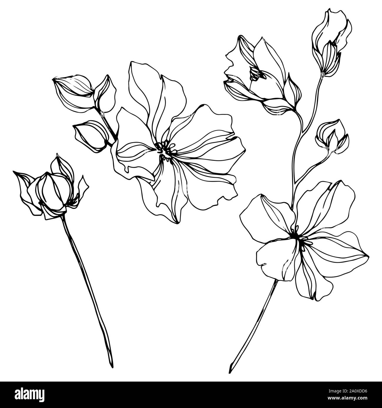 Vector floral fleurs botanique de lin. Lame de ressort sauvages isolés de fleurs sauvages. Gravée en noir et blanc L'art de l'encre sur l'élément isolé illustration lin wh Illustration de Vecteur