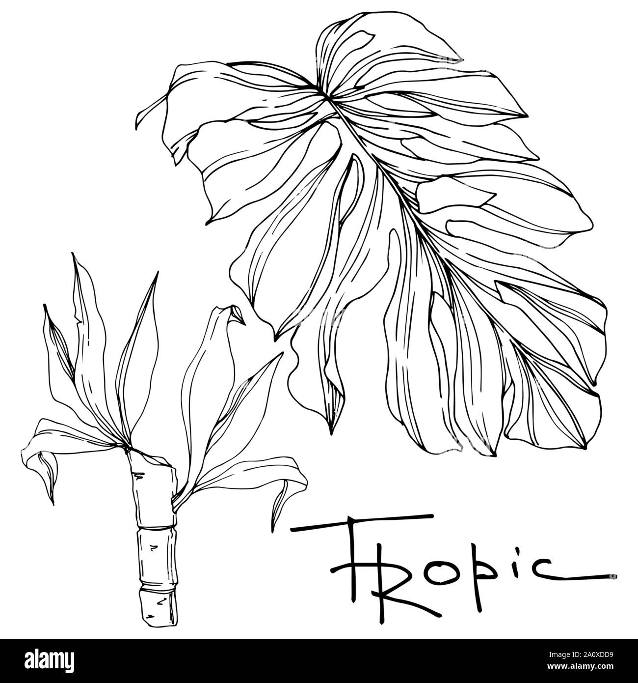 Hawaiian tropical exotique de vecteur de l'été. Palm Beach de feuilles d'arbres jungle botanique. Noir et blanc Encre gravée art. isolés feuilles élément illustration Illustration de Vecteur