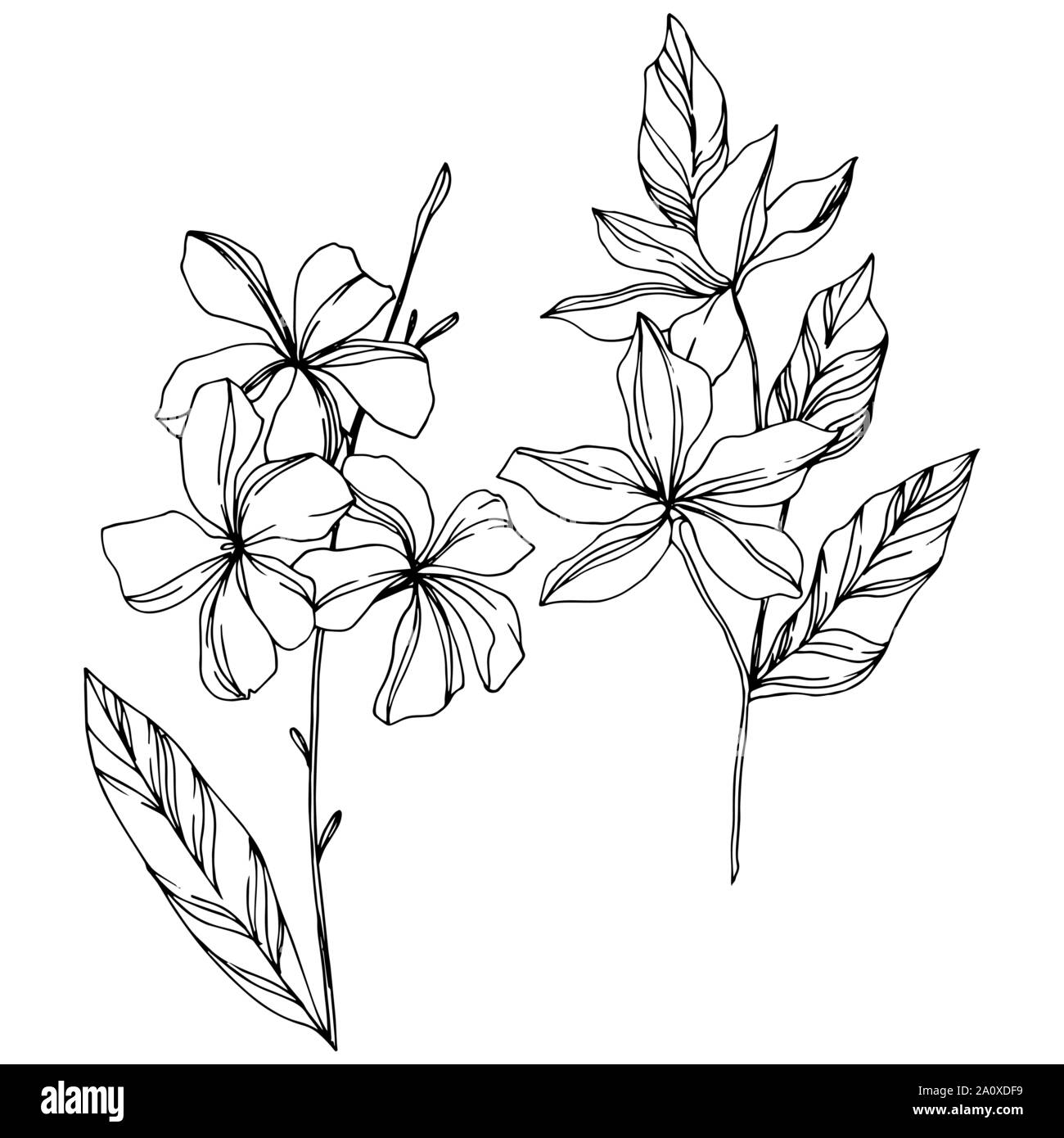 Hawaiian tropical exotique de vecteur de l'été. Palm Beach de feuilles d'arbres plantes botaniques de la jungle. Noir et blanc Encre gravée illustration feuilles isolées. Illustration de Vecteur