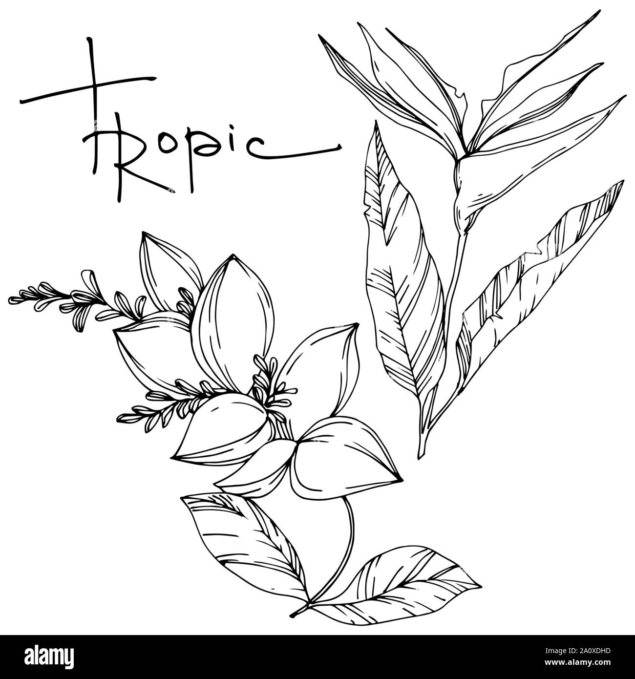 Hawaiian tropical exotique de vecteur de l'été. Palm Beach de feuilles d'arbres plantes botaniques de la jungle. Noir et blanc Encre gravée illustration feuilles isolées. Illustration de Vecteur