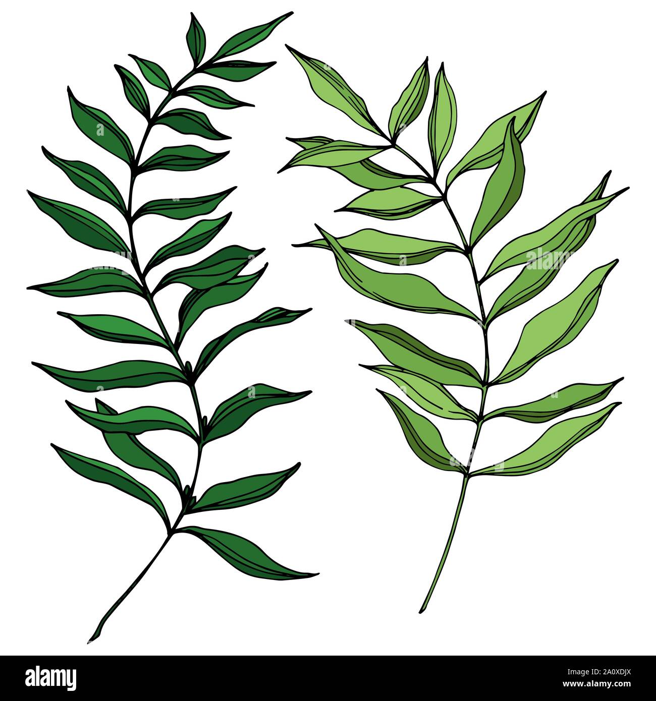 Hawaiian tropical exotique de vecteur de l'été. Palm Beach de feuilles d'arbres jungle botanique. Noir et blanc Encre gravée art. isolés feuilles élément illustration Illustration de Vecteur