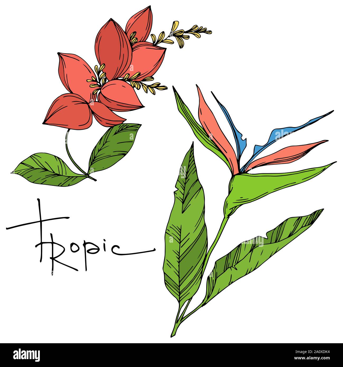 Hawaiian tropical exotique de vecteur de l'été. Palm Beach de feuilles d'arbres plantes botaniques de la jungle. Noir et blanc Encre gravée illustration feuilles isolées. Illustration de Vecteur