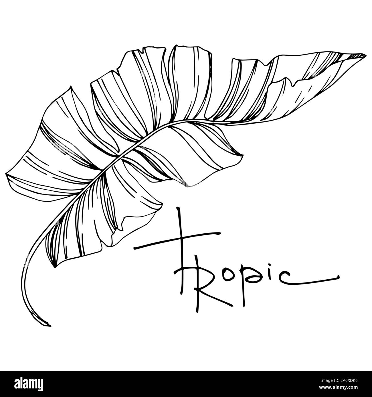 Hawaiian tropical exotique de vecteur de l'été. Palm Beach de feuilles d'arbres plantes botaniques de la jungle. Noir et blanc Encre gravée illustration feuilles isolées. Illustration de Vecteur