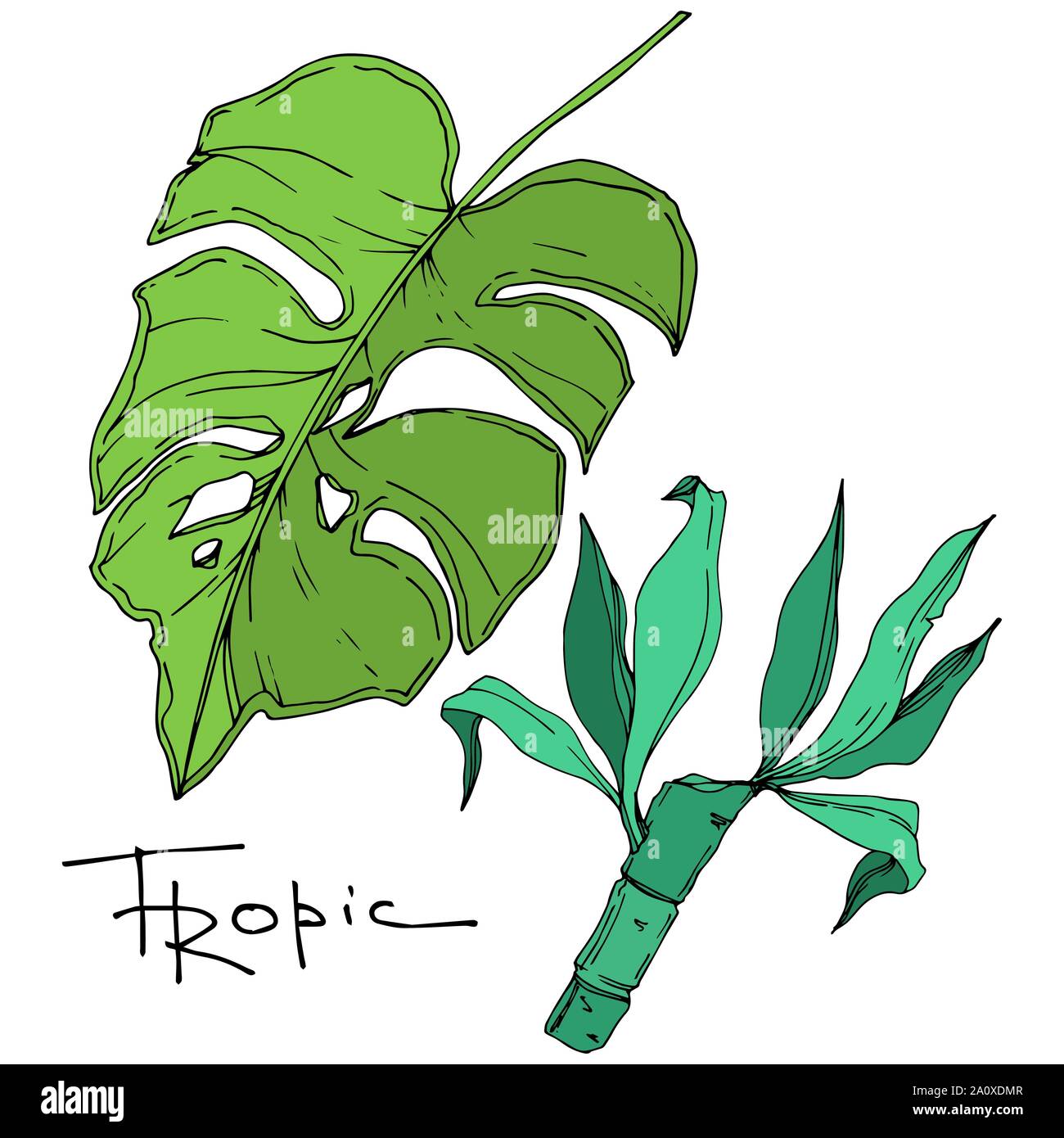 Hawaiian tropical exotique de vecteur de l'été. Palm Beach de feuilles d'arbres jungle botanique. Noir et blanc Encre gravée art. isolés feuilles élément illustration Illustration de Vecteur