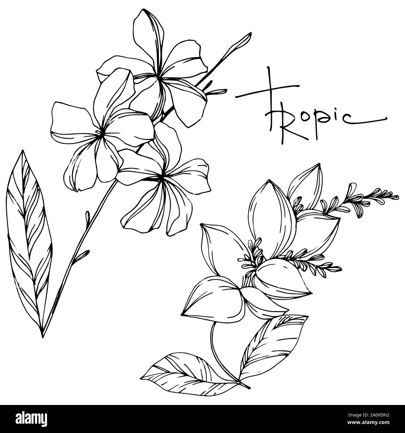 Hawaiian tropical exotique de vecteur de l'été. Palm Beach de feuilles d'arbres plantes botaniques de la jungle. Noir et blanc Encre gravée illustration feuilles isolées. Illustration de Vecteur