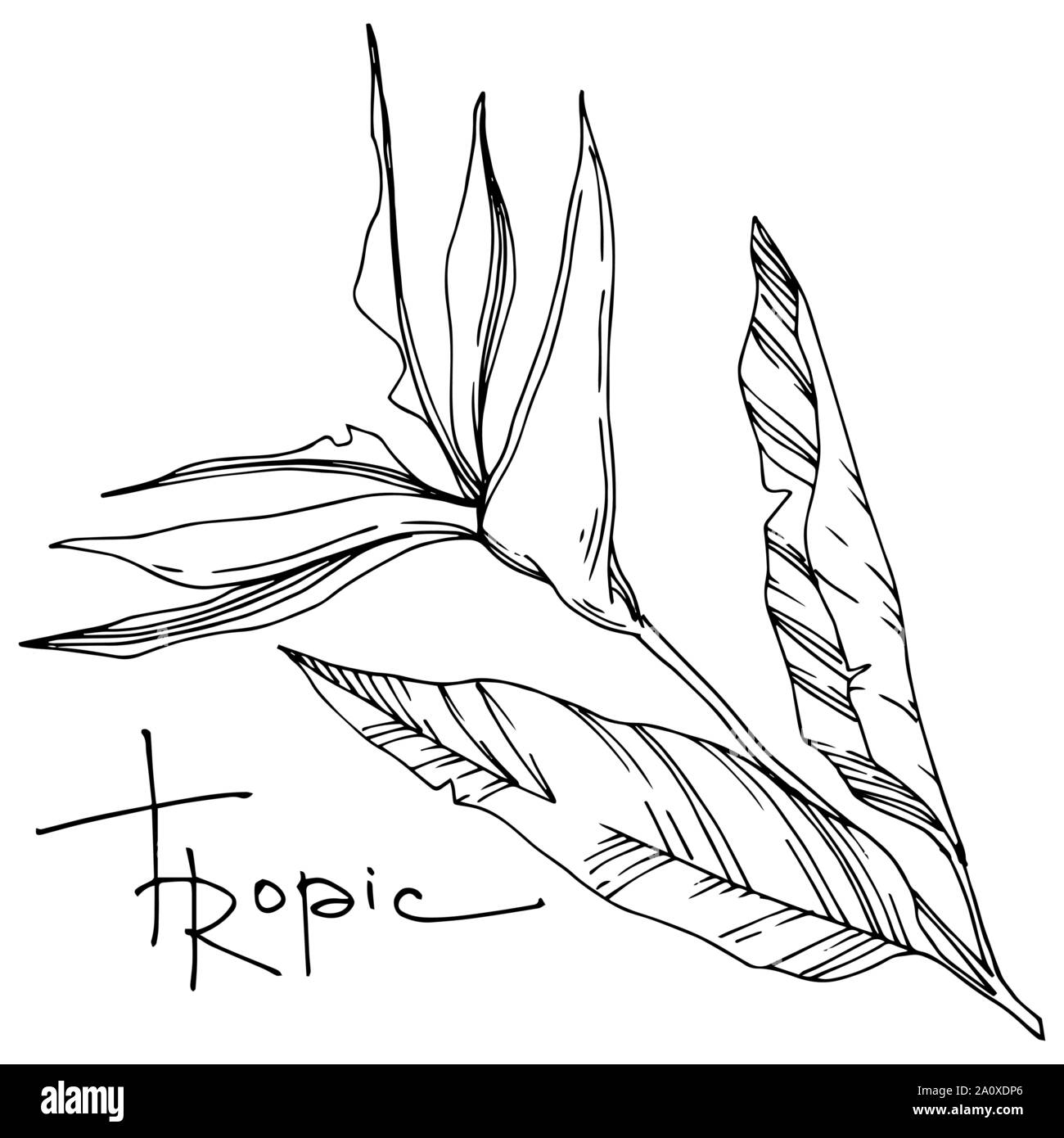 Hawaiian tropical exotique de vecteur de l'été. Palm Beach de feuilles d'arbres plantes botaniques de la jungle. Noir et blanc Encre gravée illustration feuilles isolées. Illustration de Vecteur