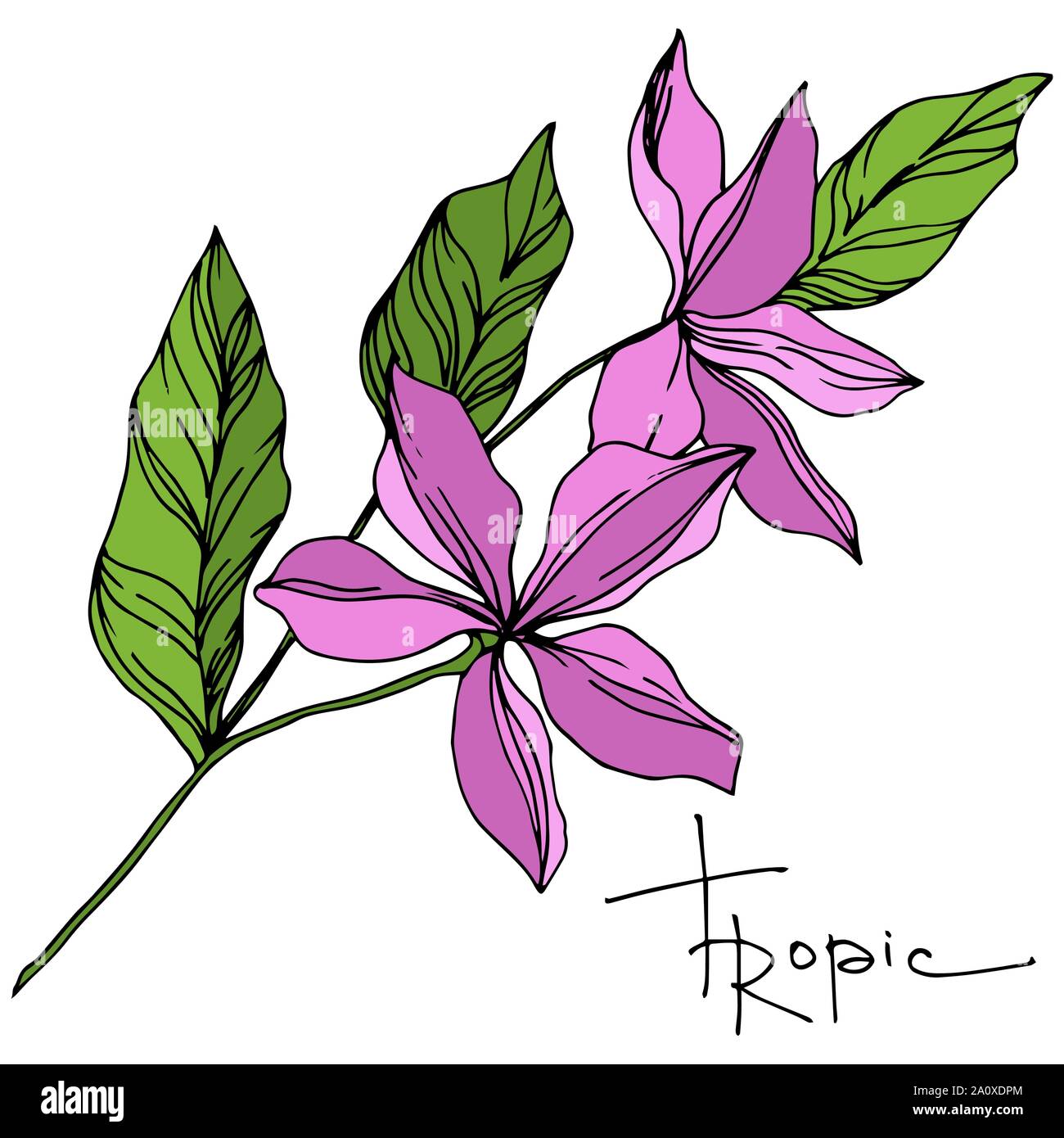 Hawaiian tropical exotique de vecteur de l'été. Palm Beach de feuilles d'arbres plantes botaniques de la jungle. Noir et blanc Encre gravée illustration feuilles isolées. Illustration de Vecteur