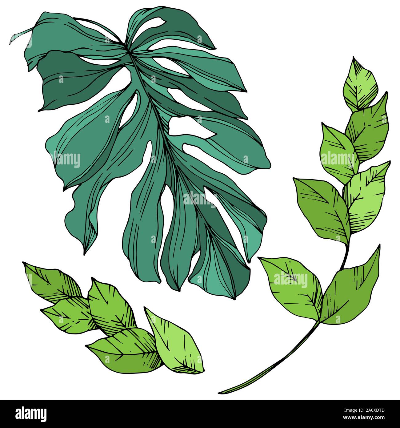 Hawaiian tropical exotique de vecteur de l'été. Palm Beach de feuilles d'arbres jungle botanique. Noir et blanc Encre gravée art. isolés feuilles élément illustration Illustration de Vecteur