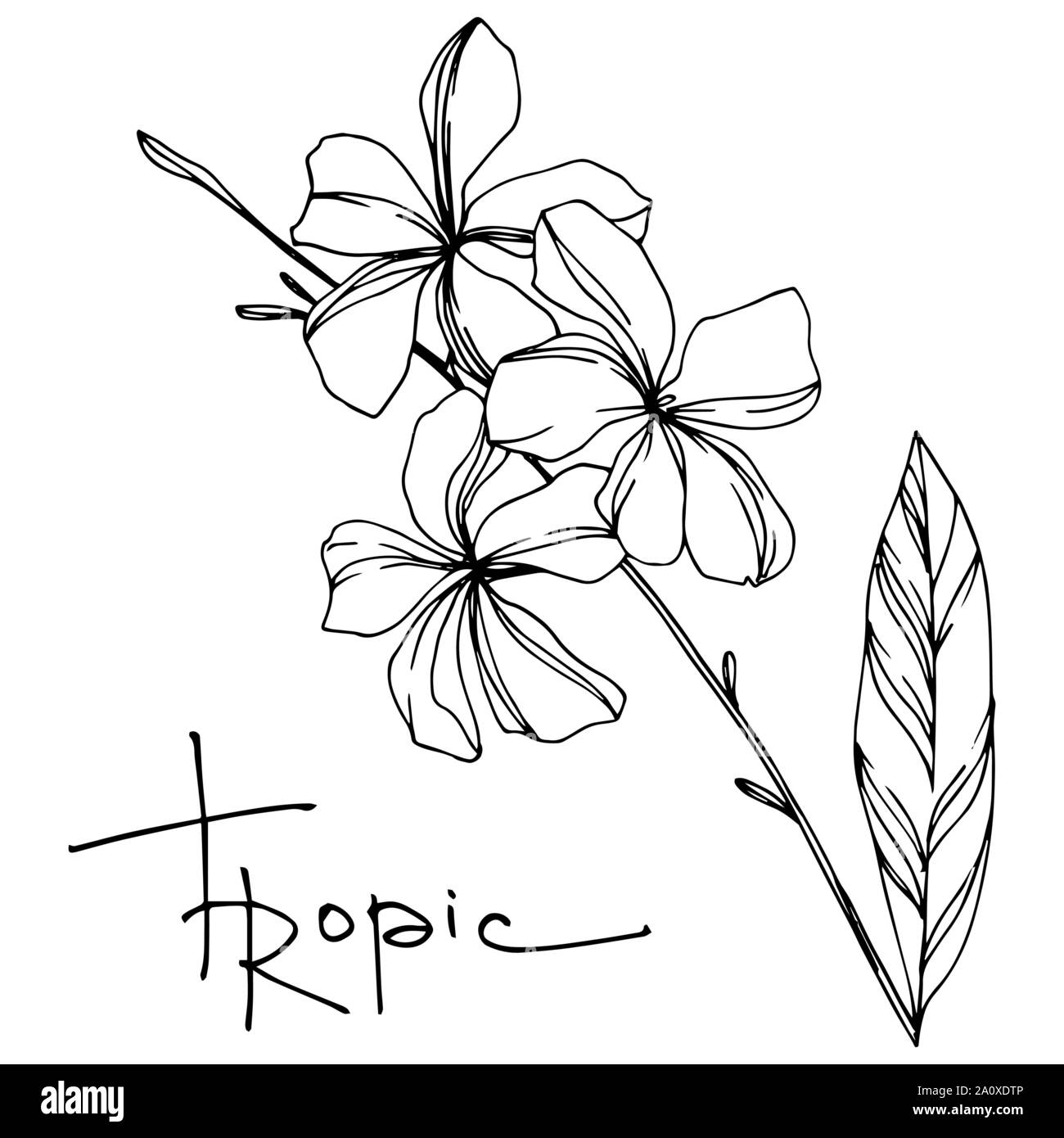 Hawaiian tropical exotique de vecteur de l'été. Palm Beach de feuilles d'arbres plantes botaniques de la jungle. Noir et blanc Encre gravée illustration feuilles isolées. Illustration de Vecteur