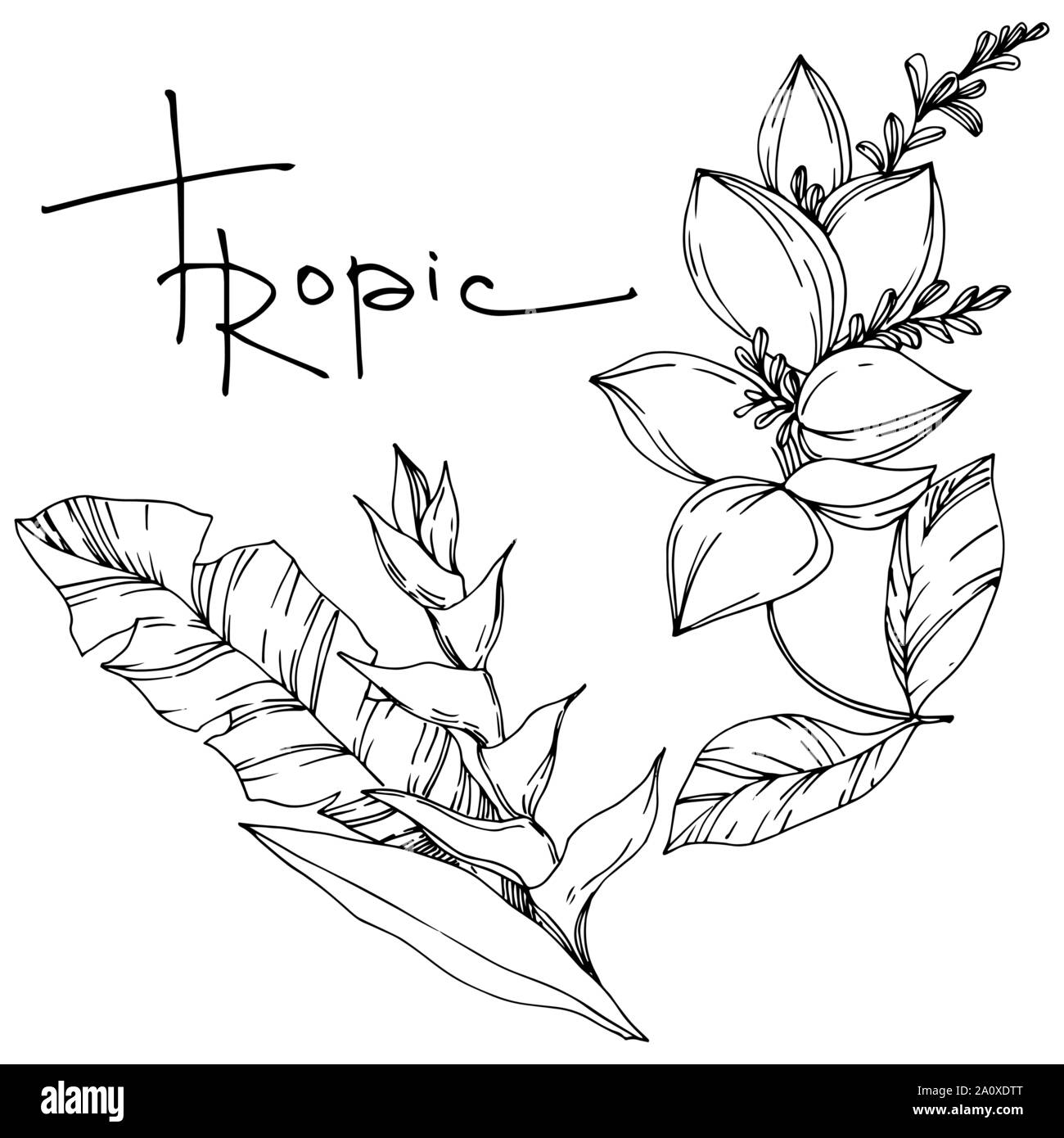 Hawaiian tropical exotique de vecteur de l'été. Palm Beach de feuilles d'arbres plantes botaniques de la jungle. Noir et blanc Encre gravée illustration feuilles isolées. Illustration de Vecteur