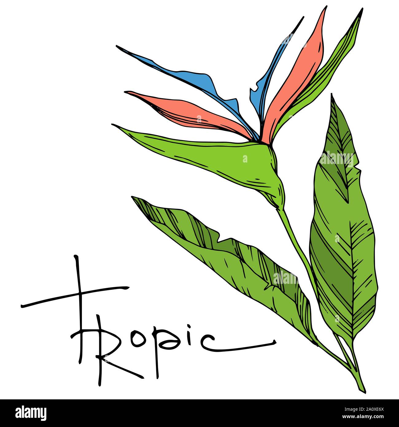 Hawaiian tropical exotique de vecteur de l'été. Palm Beach de feuilles d'arbres plantes botaniques de la jungle. Noir et blanc Encre gravée illustration feuilles isolées. Illustration de Vecteur