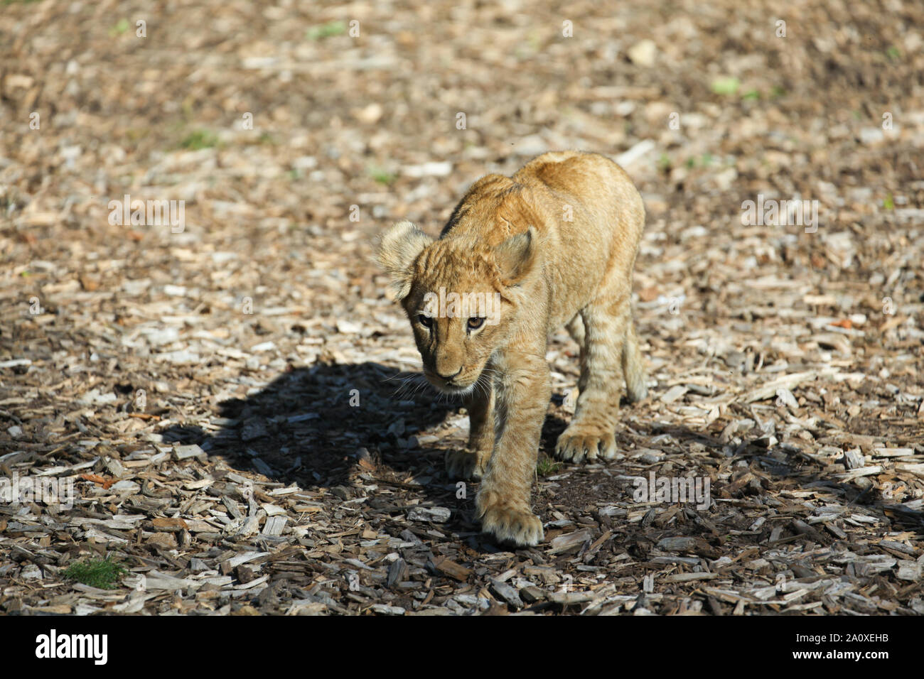 Lion Cub à Lion Lodge, Port Lympne Wild Animal Réserver Banque D'Images