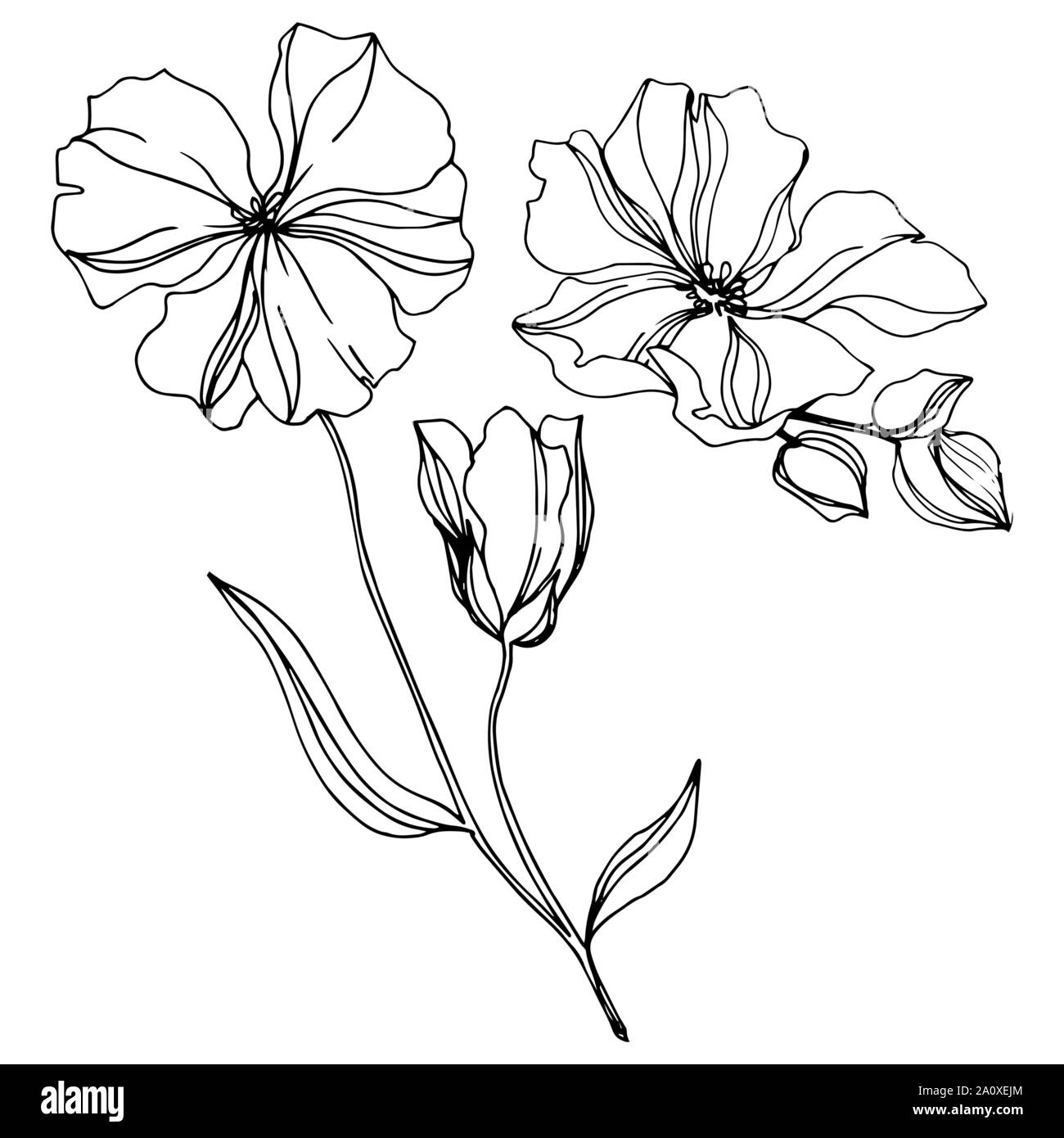 Vector floral fleurs botanique de lin. Lame de ressort sauvages isolés de fleurs sauvages. Gravée en noir et blanc L'art de l'encre sur l'élément isolé illustration lin wh Illustration de Vecteur