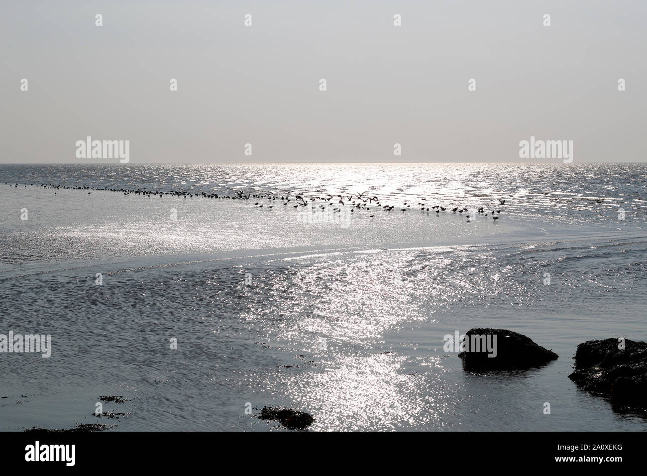 Plage de Heysham situé au sud de la baie de Morecambe ici d'échassiers peuvent être vu sur le bord de l'eau d'alimentation. Banque D'Images