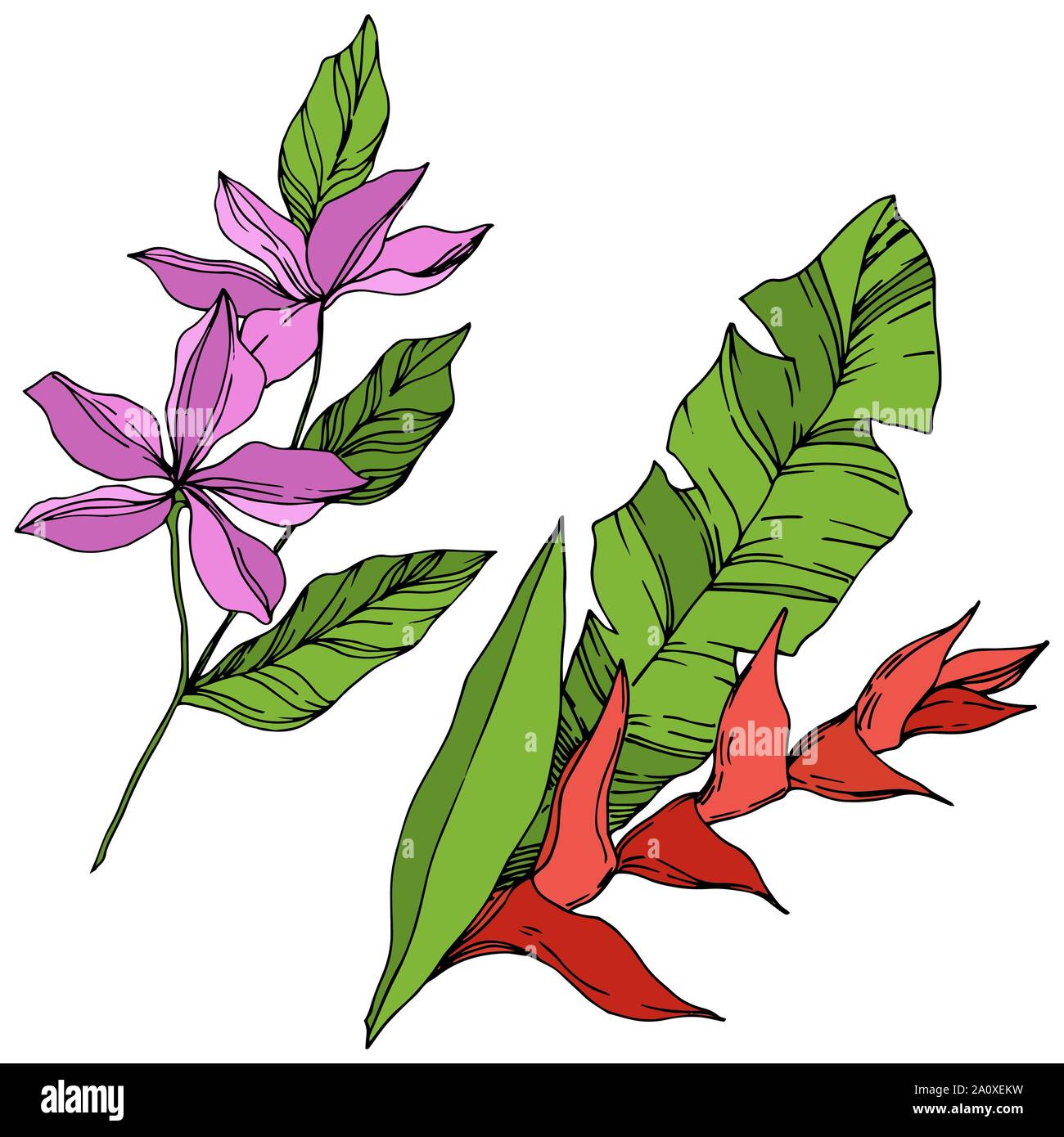 Hawaiian tropical exotique de vecteur de l'été. Palm Beach de feuilles d'arbres plantes botaniques de la jungle. Noir et blanc Encre gravée illustration feuilles isolées. Illustration de Vecteur