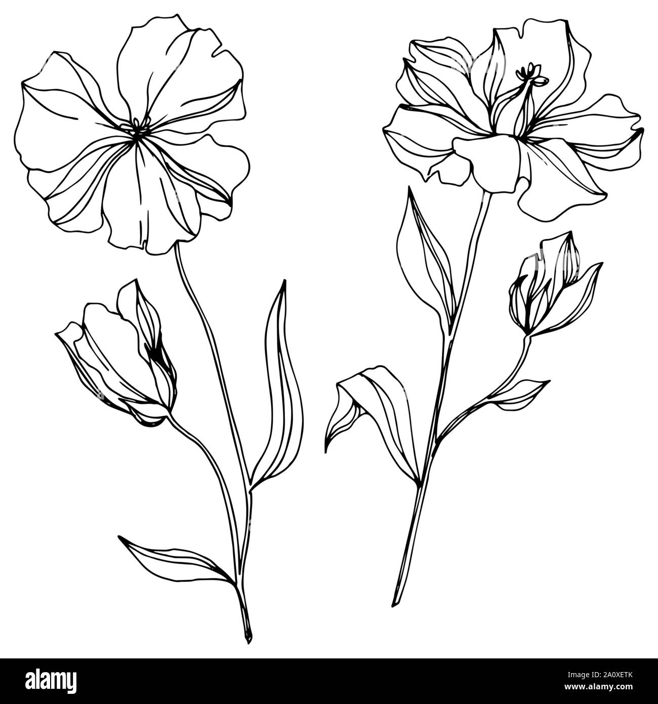 Vector floral fleurs botanique de lin. Lame de ressort sauvages isolés de fleurs sauvages. Gravée en noir et blanc L'art de l'encre sur l'élément isolé illustration lin wh Illustration de Vecteur