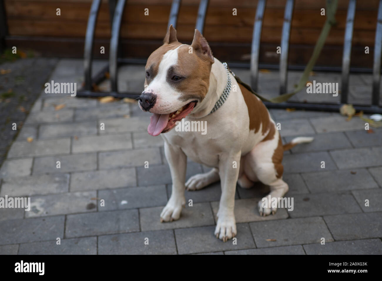 L'American Pit Bull Terrier est la race de chien la plus dangereuse dans le monde. Combats Bull Terrier. Banque D'Images