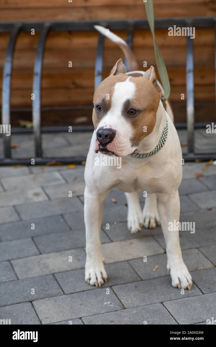 L'American Pit Bull Terrier est la race de chien la plus dangereuse dans le monde. Combats Bull Terrier. Banque D'Images