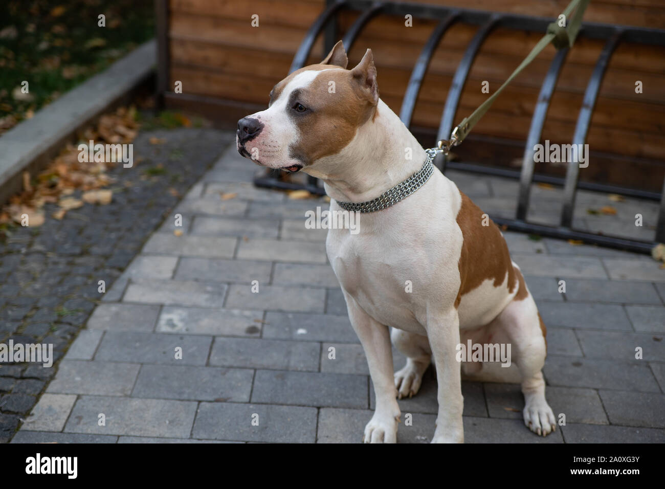 L'American Pit Bull Terrier est la race de chien la plus dangereuse dans le monde. Combats Bull Terrier. Banque D'Images