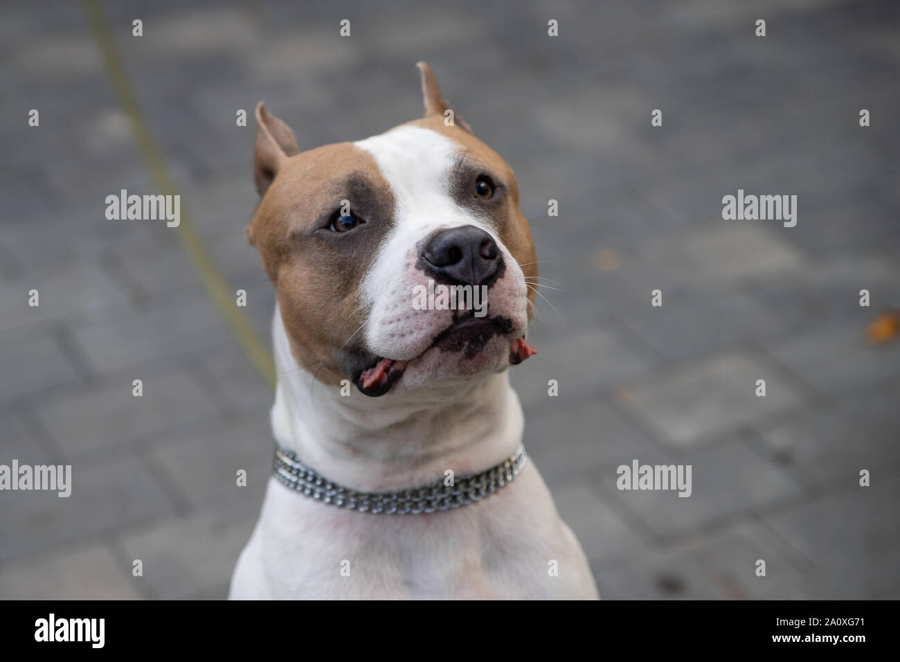 L'American Pit Bull Terrier est la race de chien la plus dangereuse dans le monde. Combats Bull Terrier. Banque D'Images