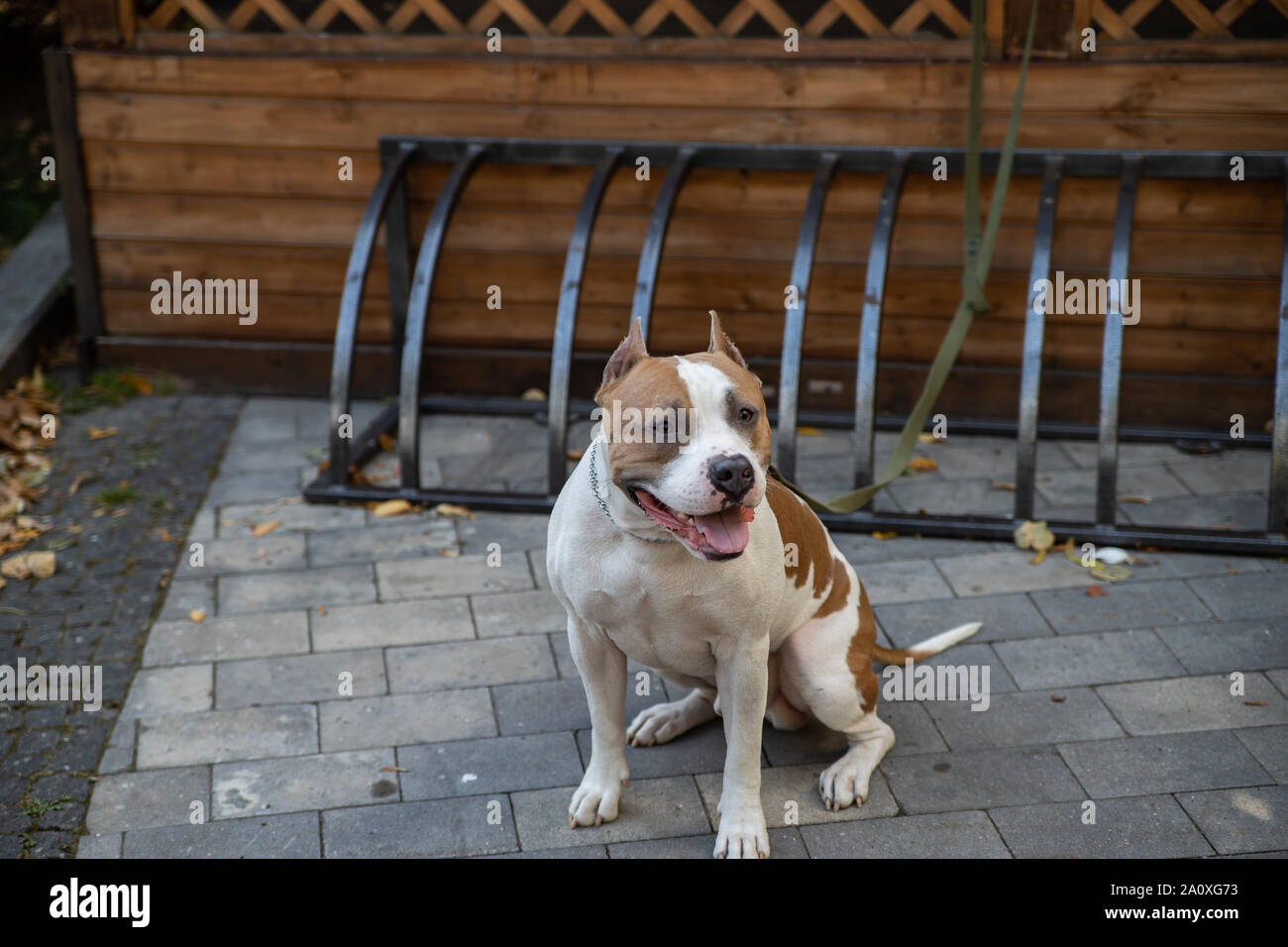 L'American Pit Bull Terrier est la race de chien la plus dangereuse dans le monde. Combats Bull Terrier. Banque D'Images