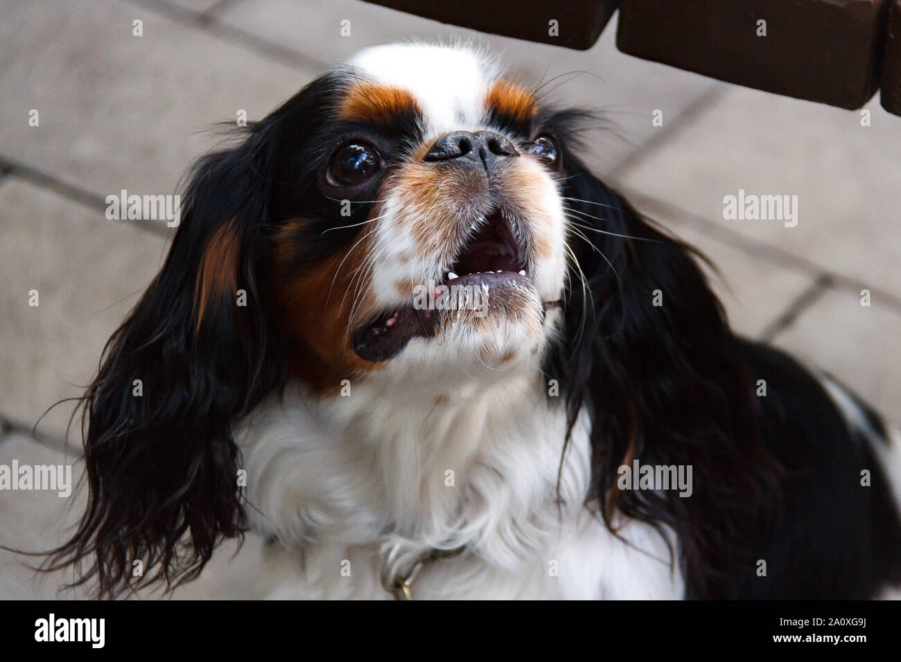 Nom Du Cavalier King Charles Pix Cavalier King Charles Spaniel. Le nom de la race vient du roi Charles II  Stuart, qui aimait beaucoup cette race Photo Stock - Alamy