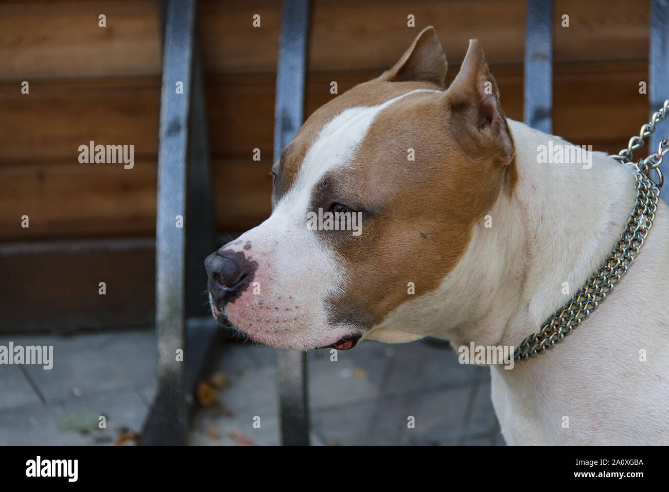 L'American Pit Bull Terrier est la race de chien la plus dangereuse dans le monde. Combats Bull Terrier. Banque D'Images