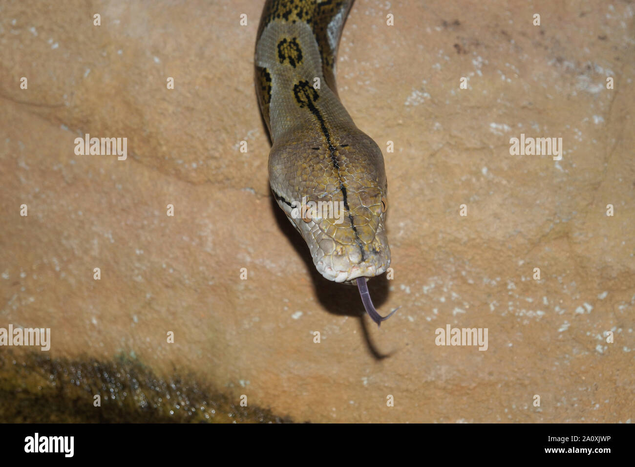 Python reticulatus Banque de photographies et d’images à haute ...