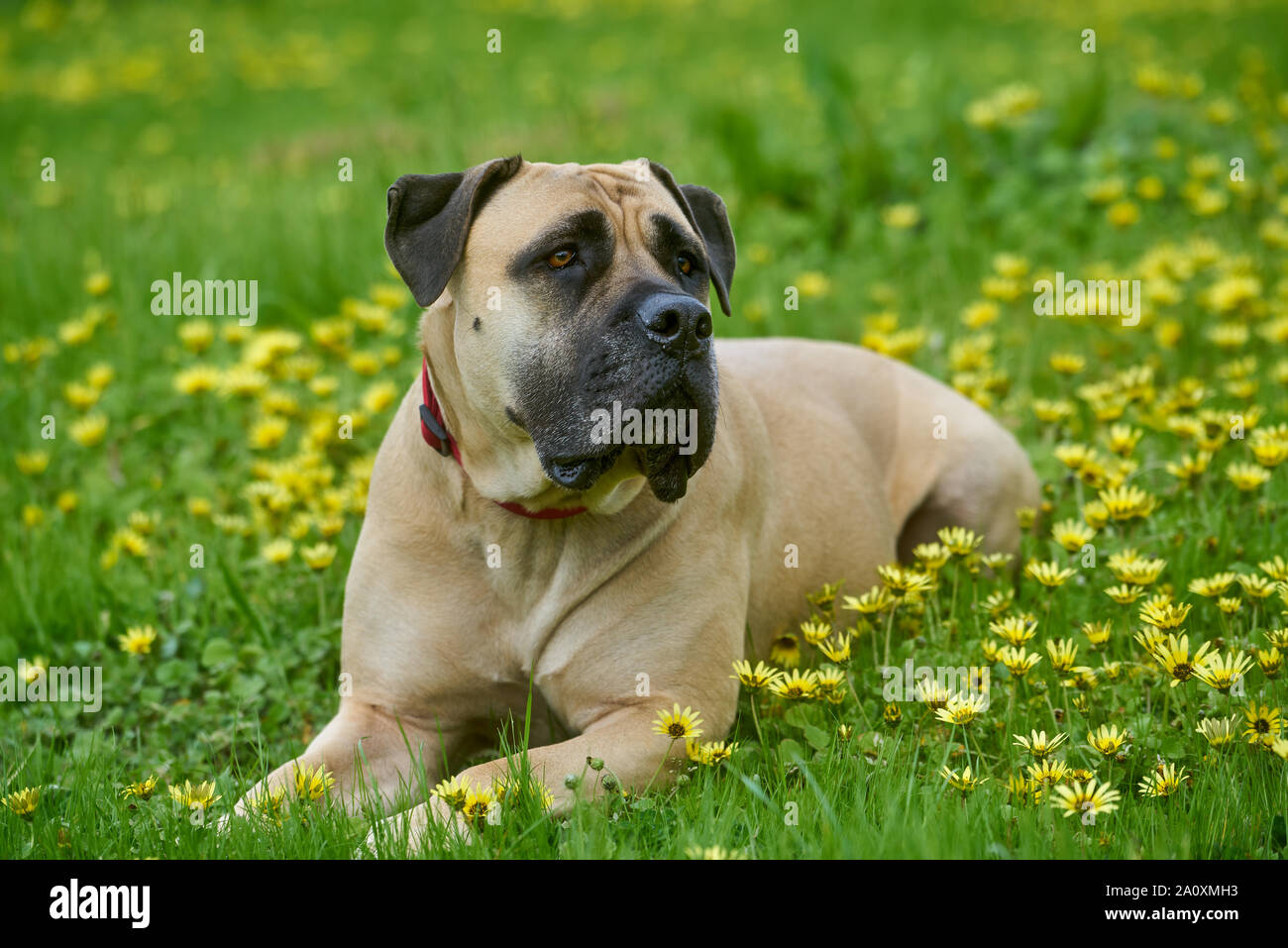 Boerboel chien sur l'herbe en marchant Banque D'Images