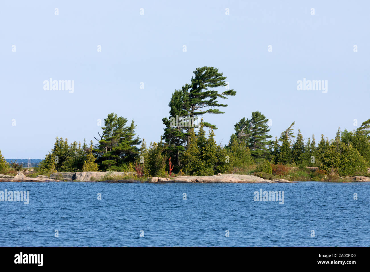 Le pin blanc sur une île dans la baie Georgienne (Ontario) Banque D'Images