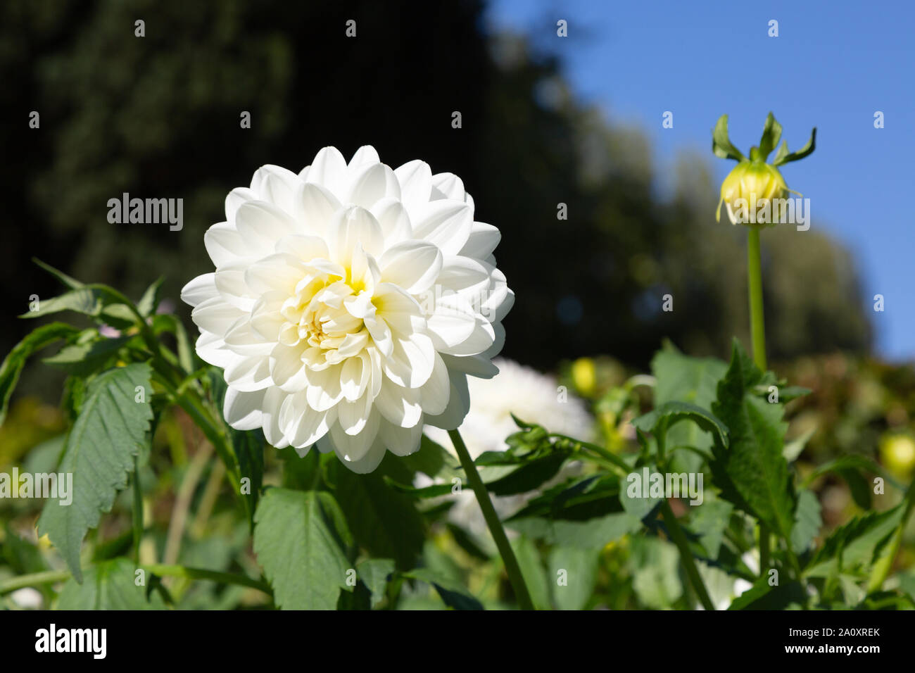 Dahlia nénuphar blanc de type ' ' ballerine en fleur, Close up ; floraison en UK Banque D'Images