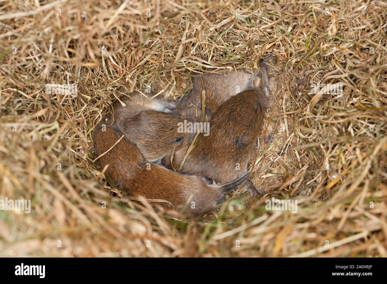 Rötelmaus, Junge, Jungtiere, Tierbabies Rötel-Maus, nid de GI, Waldwühlmaus Wald-Wühlmaus Wühlmaus,,, Maus, Mäusenest, Tierbaby, Clethrionomys glareolus Banque D'Images