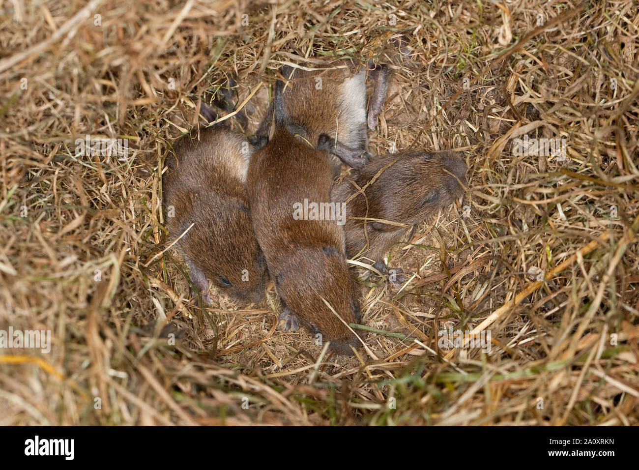 Rötelmaus, Junge, Jungtiere, Tierbabies Rötel-Maus, nid de GI, Waldwühlmaus Wald-Wühlmaus Wühlmaus,,, Maus, Mäusenest, Tierbaby, Clethrionomys glareolus Banque D'Images