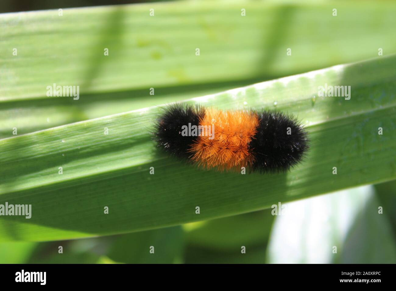 Un ours laineux Orange et Noir sur une feuille de marche de Caterpillar Banque D'Images