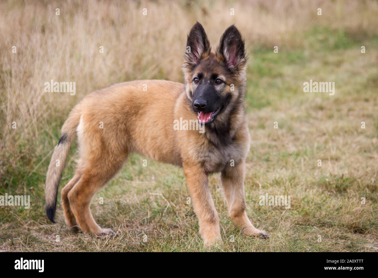 3 mois berger allemand à poil long femelle chien debout sur un pré Photo  Stock - Alamy