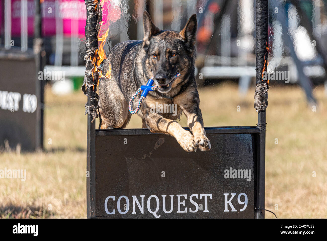 Conquête K9 chien affichage à l'échelle nationale Pays Show Live à Hylands Park, Chelmsford, Essex, Royaume-Uni. Berger Allemand. L'agilité Banque D'Images