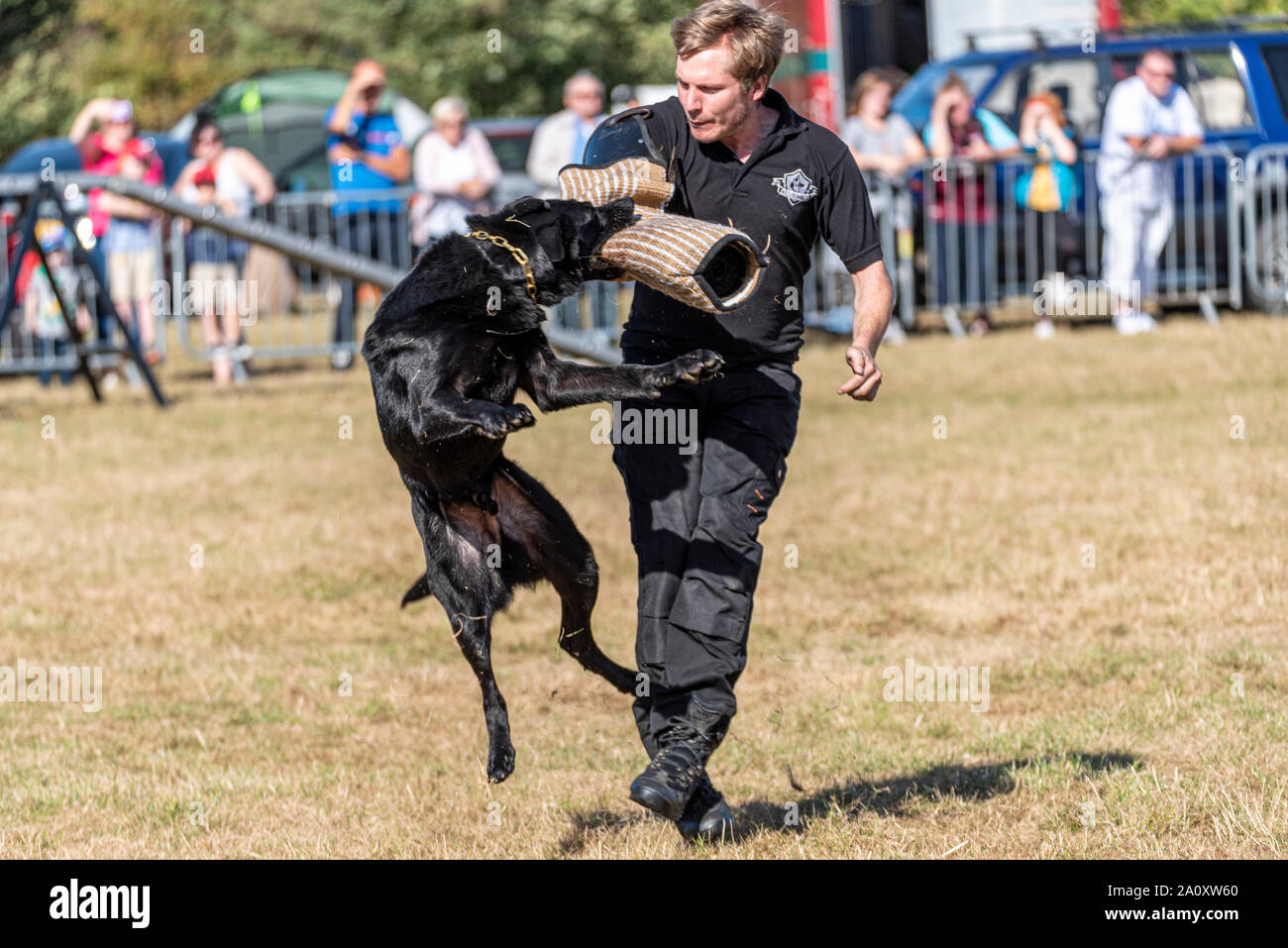 Simulation d'attaque de chien de formation. Conquête K9 chien affichage à l'échelle nationale Pays Show Live à Hylands Park, Chelmsford, Essex, Royaume-Uni. L'agilité Banque D'Images