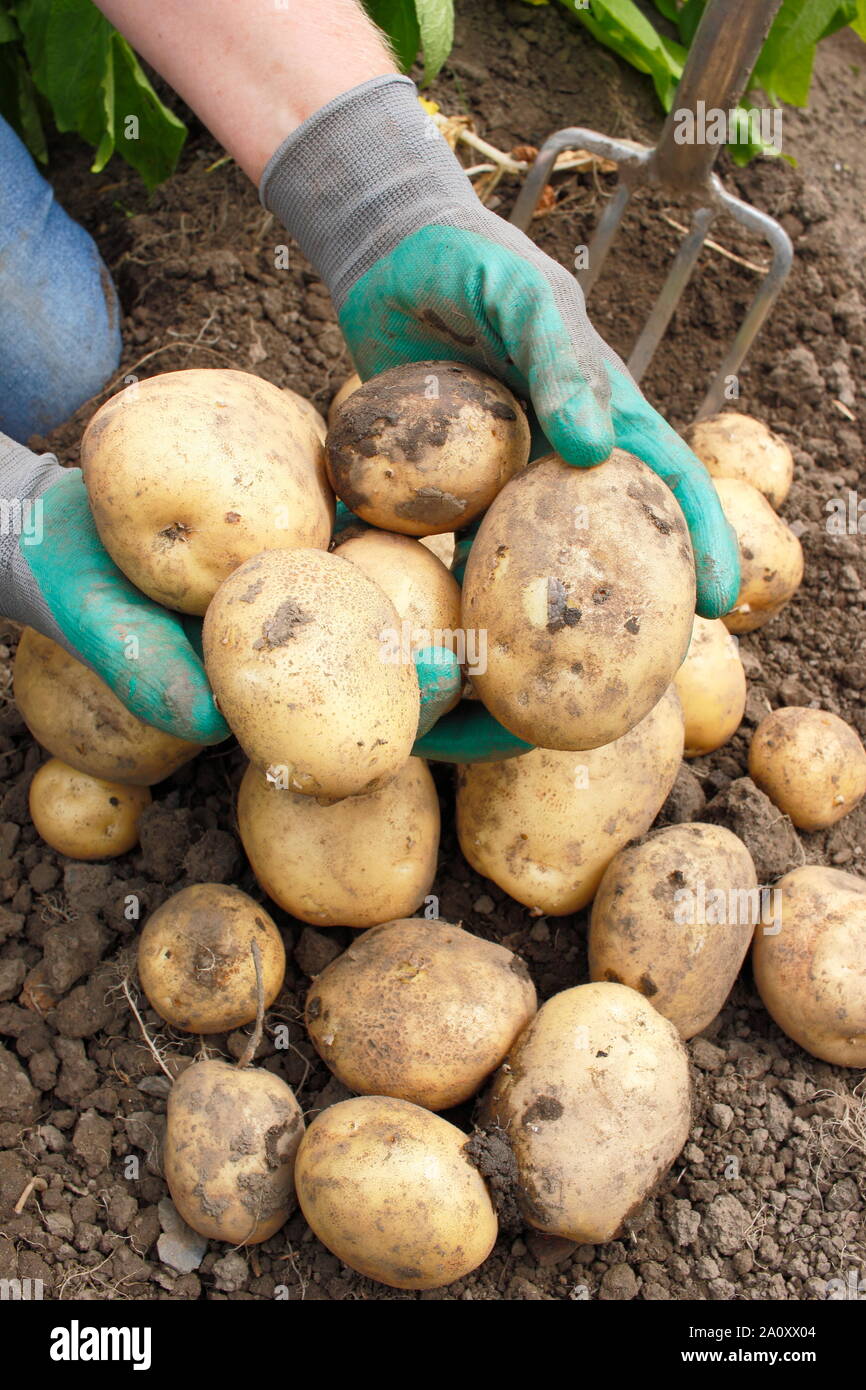 Solanum tuberosum 'arfona'. Allotissement creusés fraîchement récoltés pommes de terre cultivées par des femmes (voir photo). UK Banque D'Images