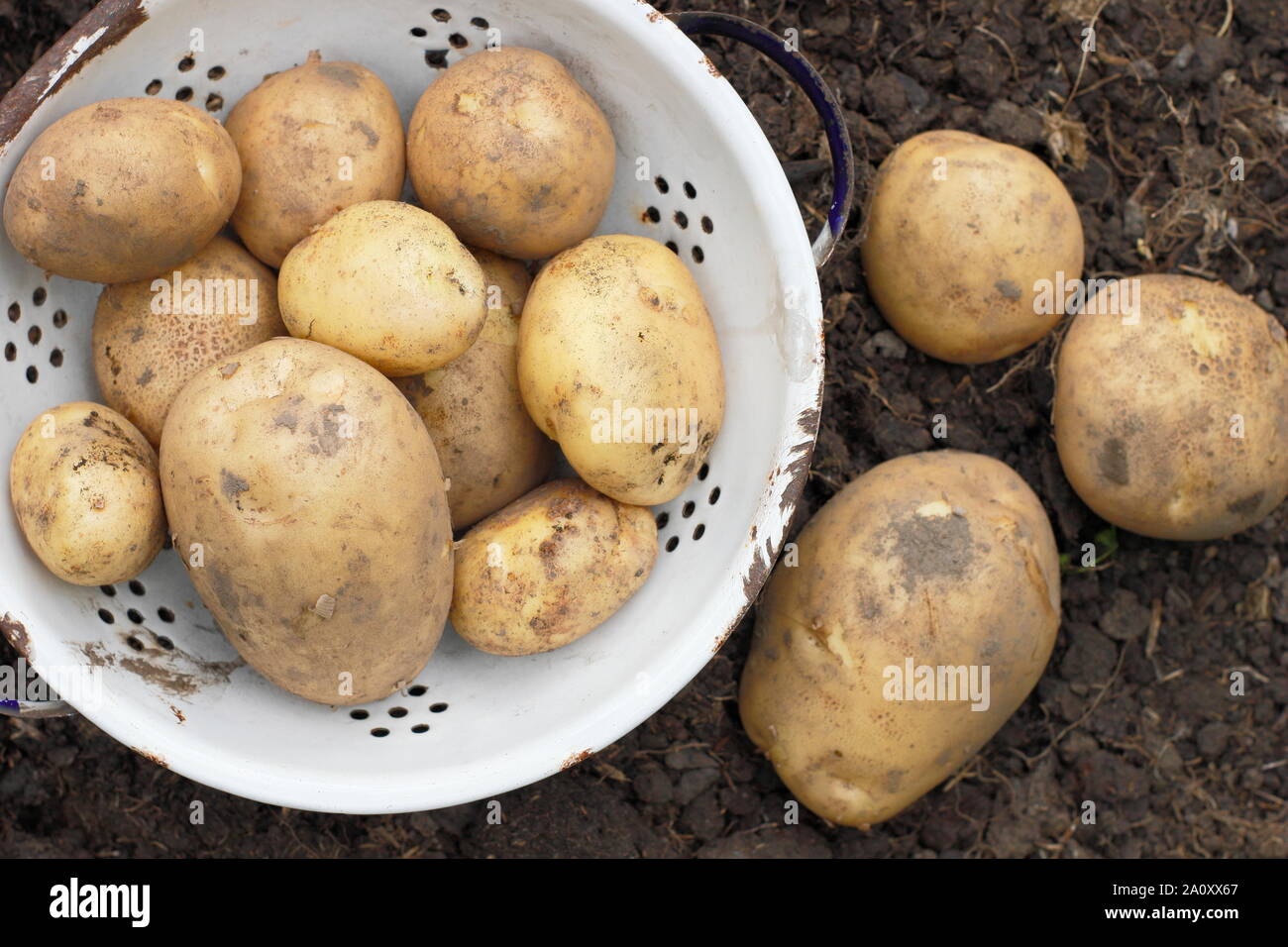 Solanum tuberosum. La récolte de pommes de terre arfona «' dans une passoire dans un allotissement jardin. UK Banque D'Images