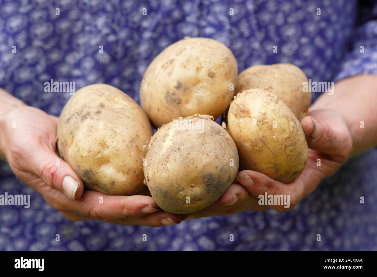 Solanum tuberosum 'arfona' Deuxième début de pommes de terre. Pommes de terre cultivées d'attribution à la main fraîchement récolté par femelle (photo). UK Banque D'Images