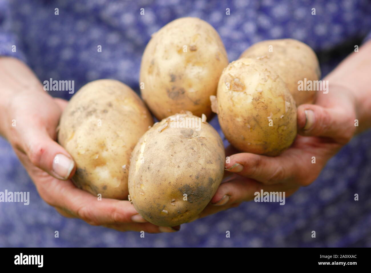 Solanum tuberosum 'arfona' Deuxième début de pommes de terre. Pommes de terre cultivées d'attribution à la main fraîchement récolté par femelle (photo). UK Banque D'Images