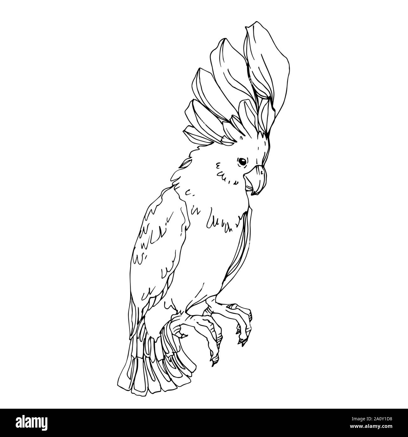 Sky Vector dans un cacatoès oiseau isolé de la faune. La liberté d ...