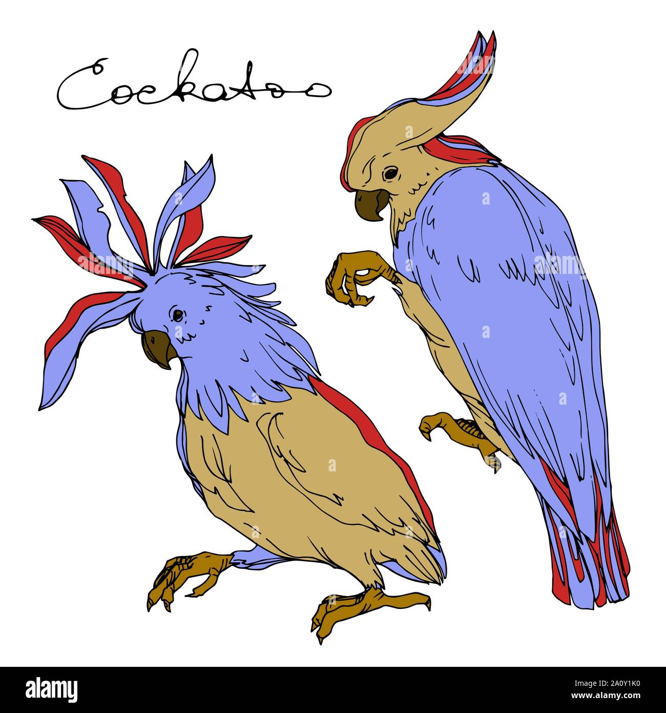 Sky Vector dans un cacatoès oiseau isolé de la faune. La liberté d ...