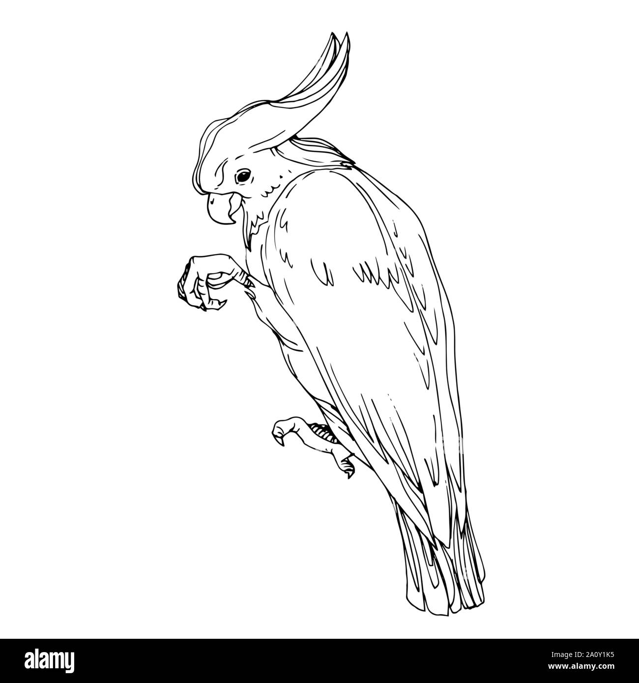 Sky Vector dans un cacatoès oiseau isolé de la faune. La liberté d'oiseaux sauvages, avec un battant des ailes. Gravée en noir et blanc art encre parrot isolés illustratio Illustration de Vecteur