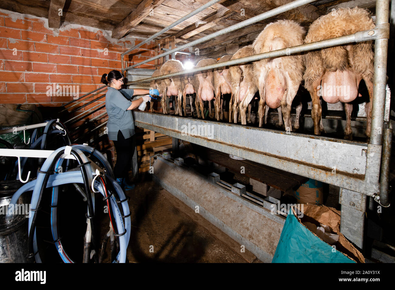 L'éleveur de moutons se prépare pour la traite dans sa grange Banque D'Images