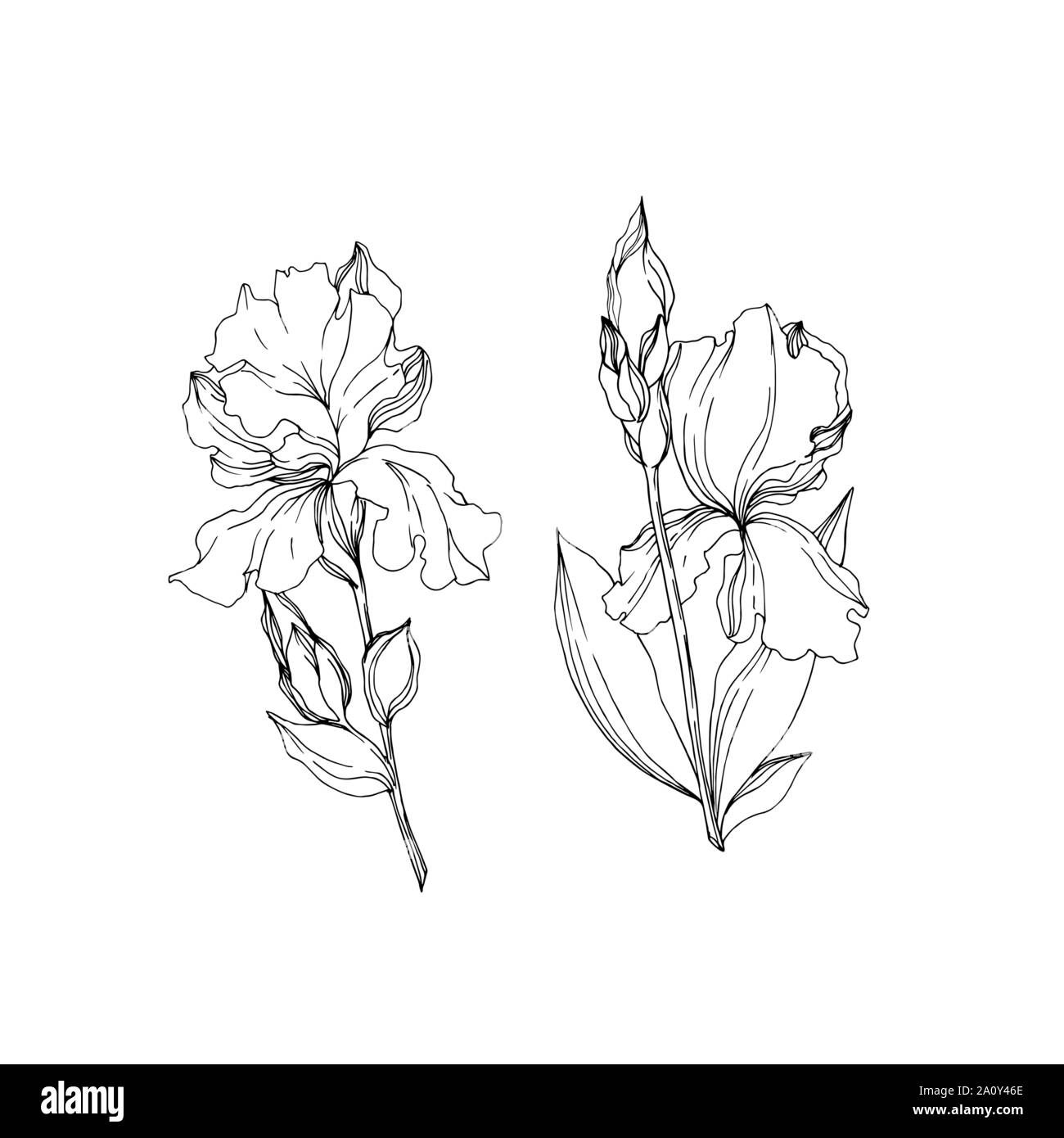 Vector floral iris fleurs botanique. Lame de ressort sauvages isolés de fleurs sauvages. Gravée en noir et blanc L'art de l'encre sur l'élément isolé illustration iris Illustration de Vecteur