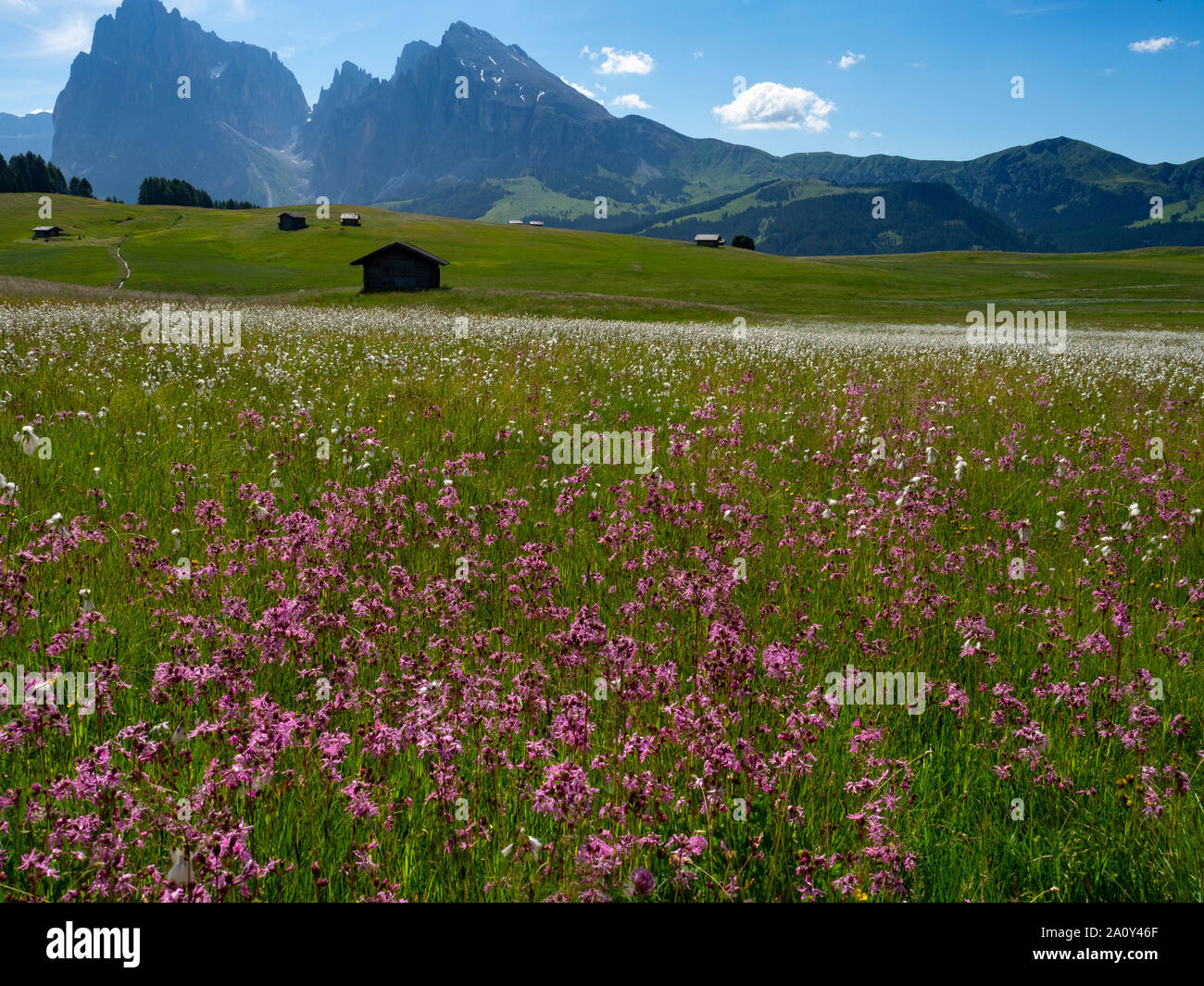 Siusi Dolomites plus grand plateau pré alpin dans les montagnes de l'Europe Groupe Langkofel en arrière-plan. Banque D'Images
