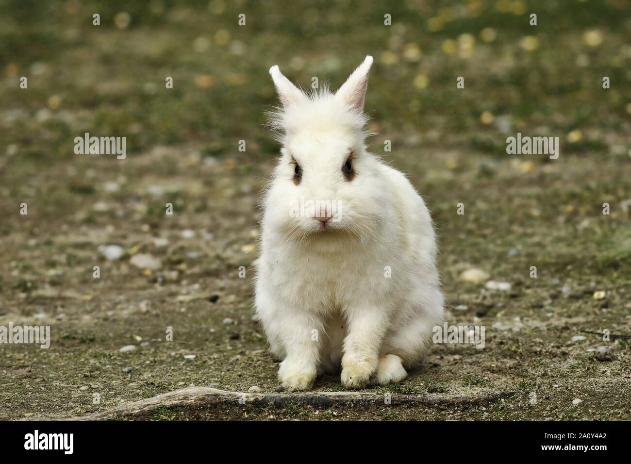 Blanc mignon lapin domestique dans la cour de ferme Banque D'Images